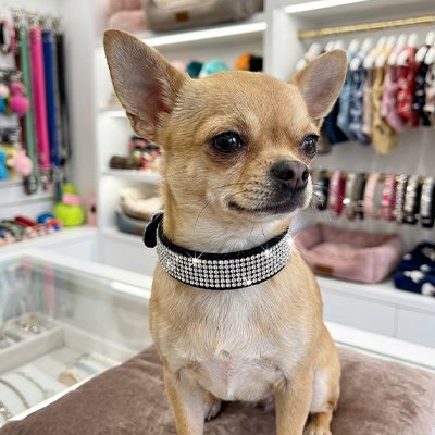 collier pour chien en cuir résistance durable