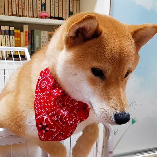 collier pour chien look moderne simple