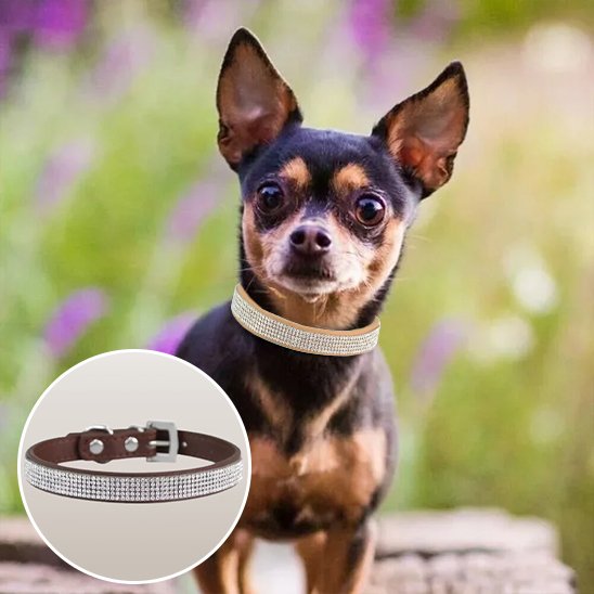 collier pour chien pratique fermeture solide