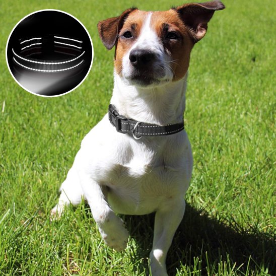 collier pour chien pratique fermeture solide