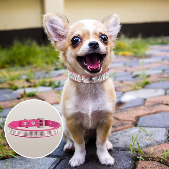 collier pour chien résistant balade quotidienne
