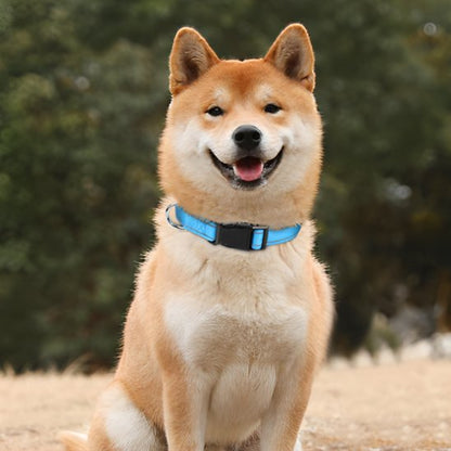 collier pour chien résistant balade quotidienne