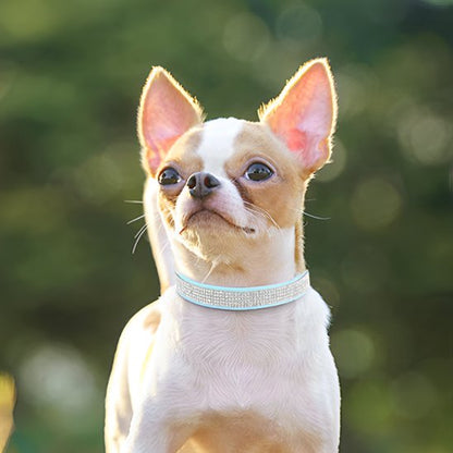collier pour chien sécurité balade
