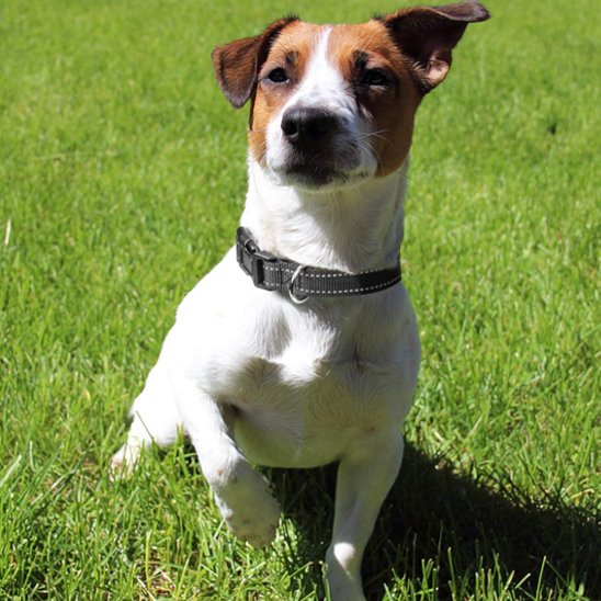 collier pour chien sécurité balade