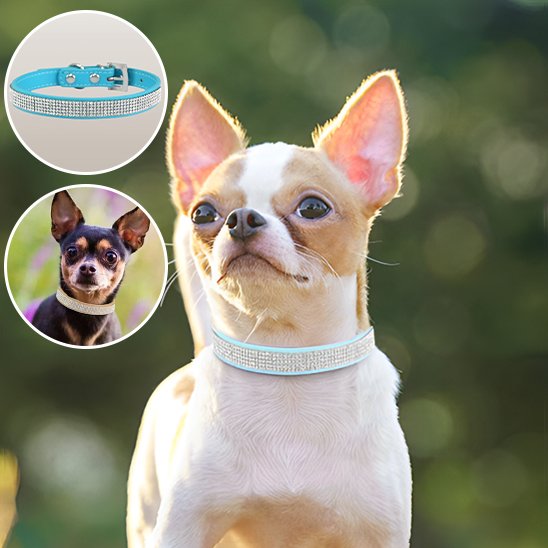 collier pour chien solide usage extérieur