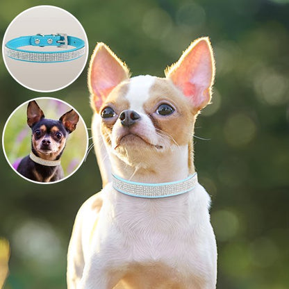 collier pour chien solide usage extérieur