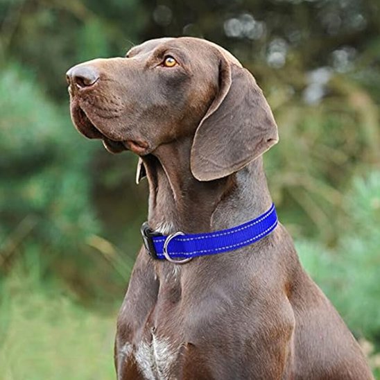 collier pour chien solide usage extérieur