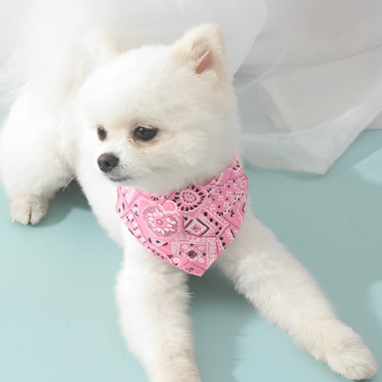 collier pour chien style élégant quotidien