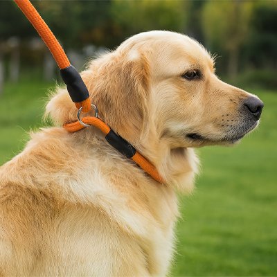 colliers pour chiens design simple pratique