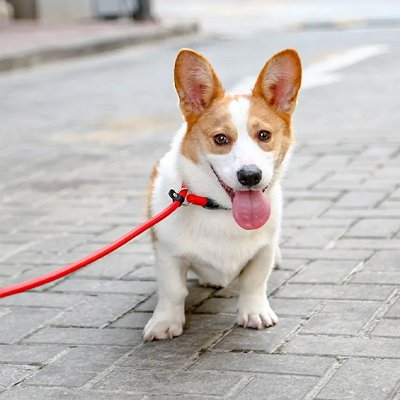 colliers pour chiens durables élégants