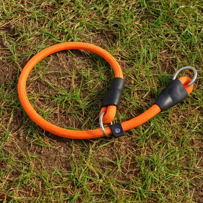 colliers pour chiens pour usage quotidien