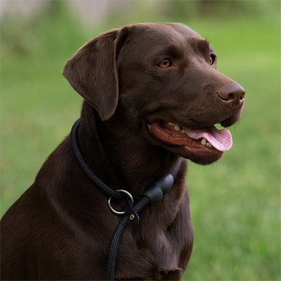 colliers pour chiens robustes réglables