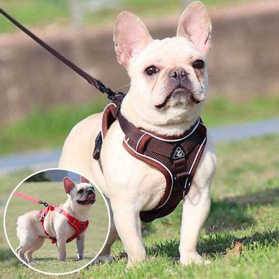 contrôle chien avec harnais anti traction pour chien