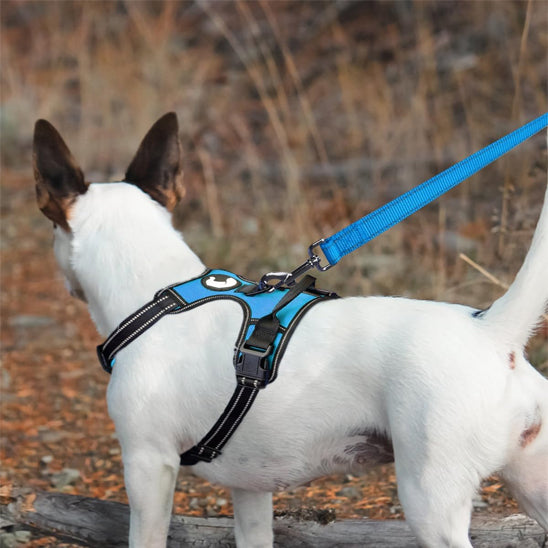contrôle chien avec laisse pour chien corde plate