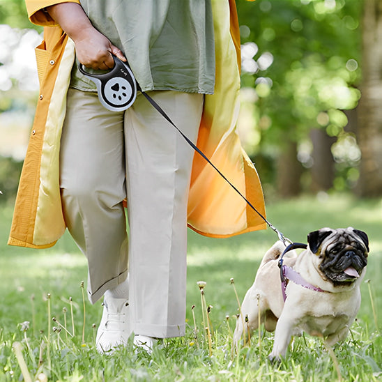 contrôle chien avec laisse pour chien enrouleur