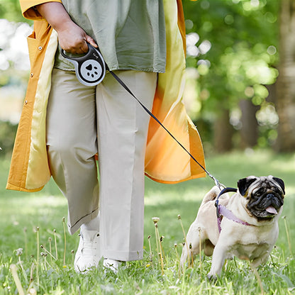 contrôle chien avec laisse pour chien enrouleur