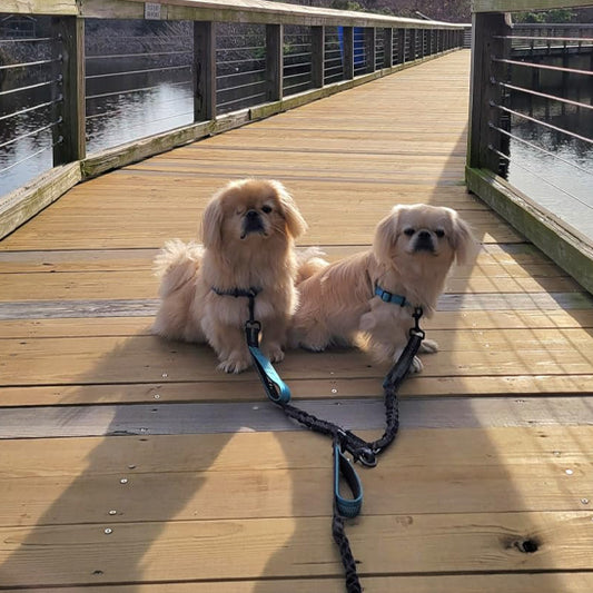 deux petits chiens avec double laisse pour chien