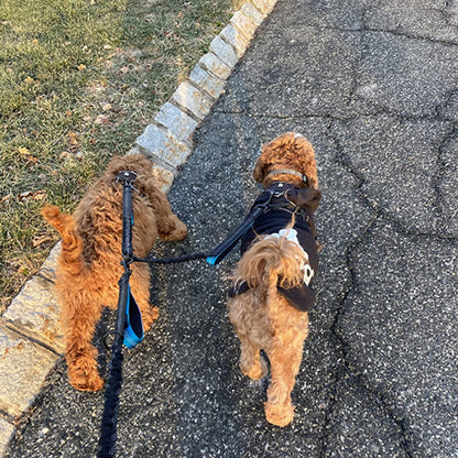 deux petits chiens marchent avec double laisse pour chien