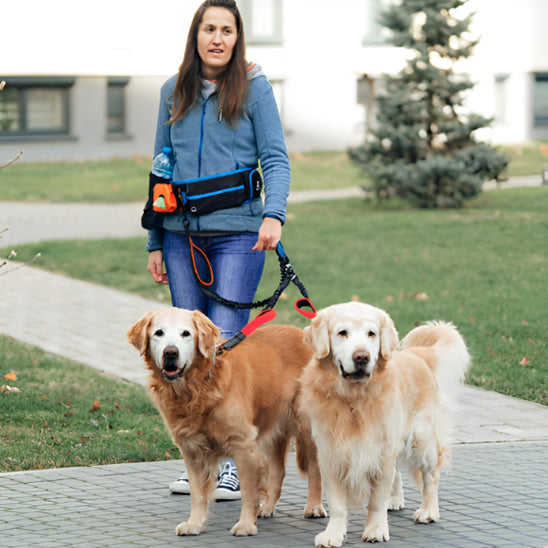 double laisse pour chien mains libres