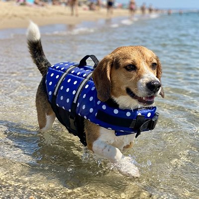 gilet de sauvetage pour chien boucles réglables