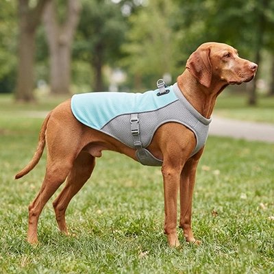 gilet rafraichissant chien maille respirante été