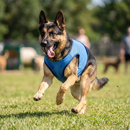gilet rafraichissant chien pour été