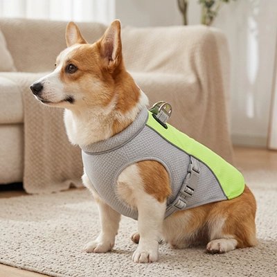 gilet rafraichissant pour chien promenade estivale