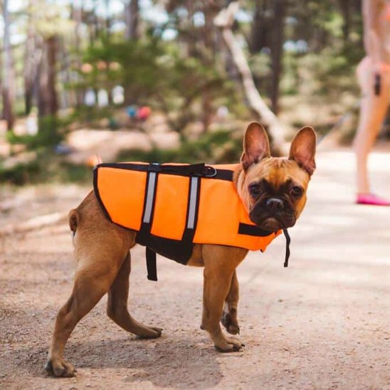 gilets de sauvetage chien bandes réfléchissantes