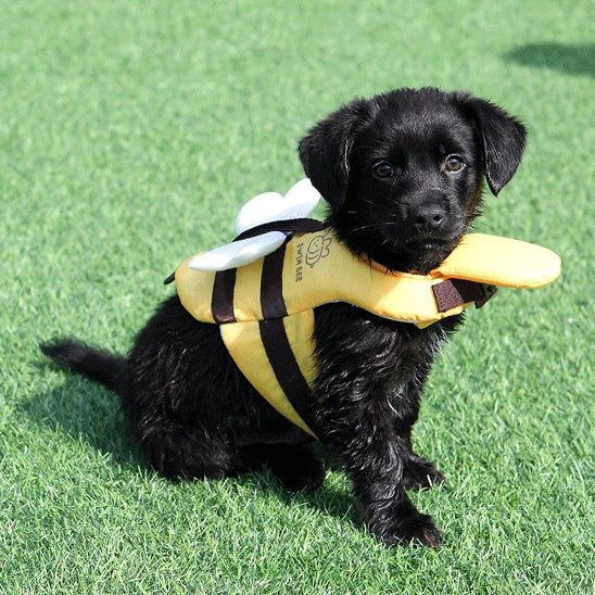gilets de sauvetage pour chiens natation