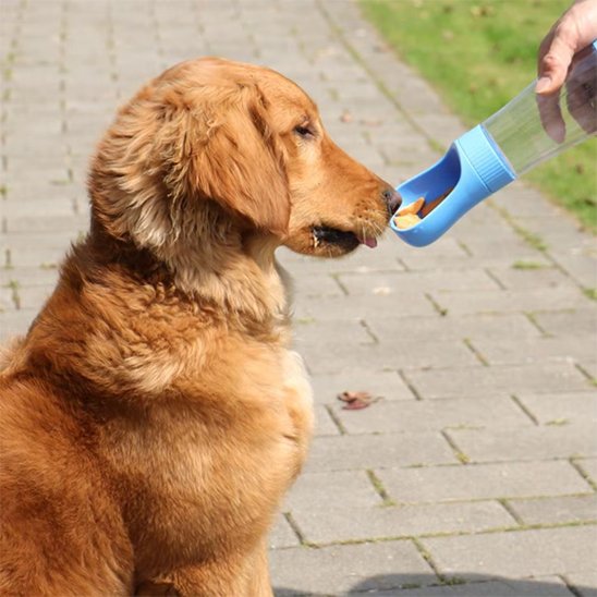 gourde chien accessoire hydratation chien