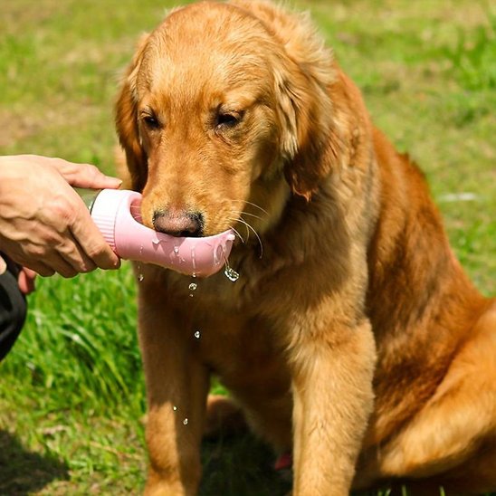 gourde chien bouton contrôle eau