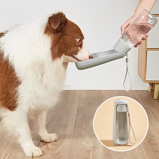 gourde chien compacte facile transport