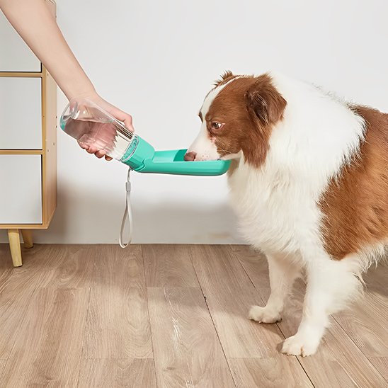 gourde chien contrôle eau