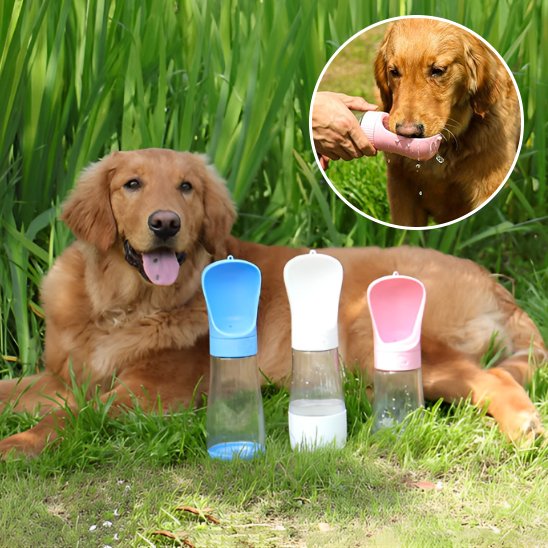 gourde chien facile utilisation extérieur