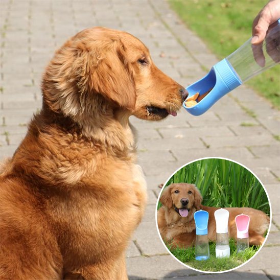 gourde chien grande capacité balade