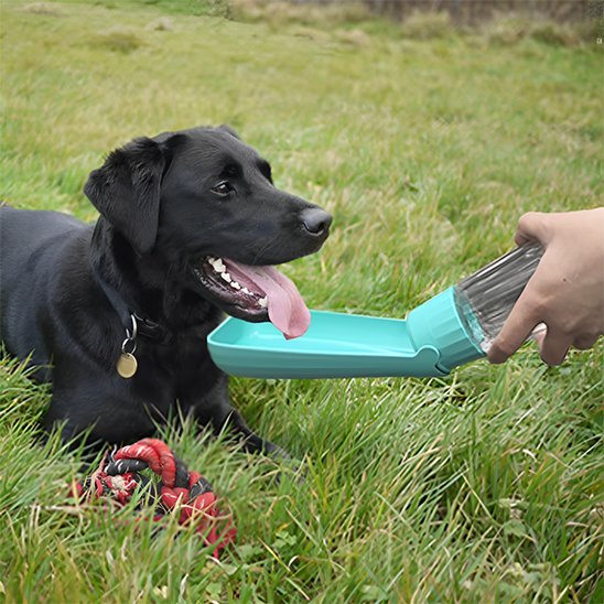gourde chien hydratation facile déplacement