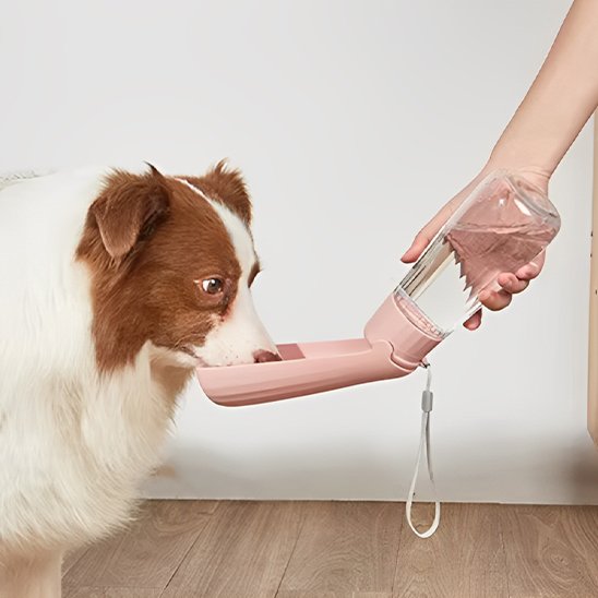 gourde chien randonnée marche extérieur 