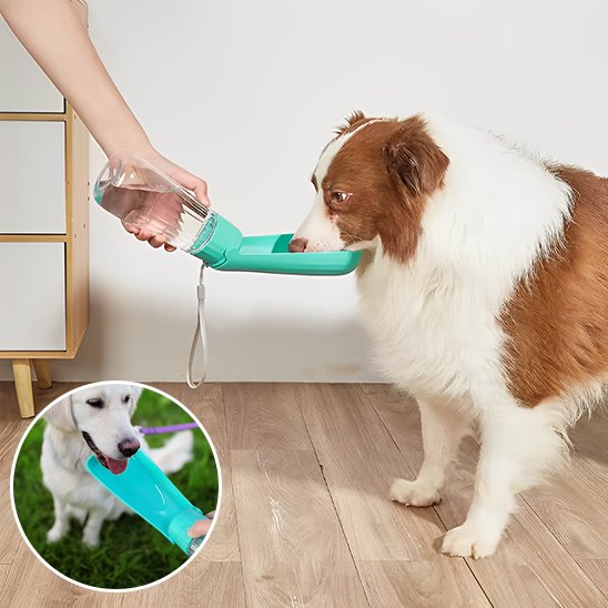 gourde chien voyage sorties extérieur