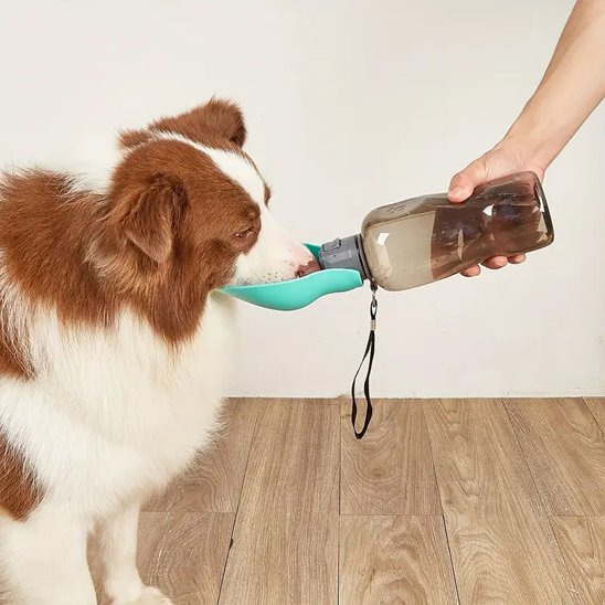 gourde pour chien accessoire hydratation rapide