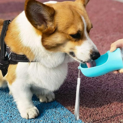 gourde pour chien compacte voyage