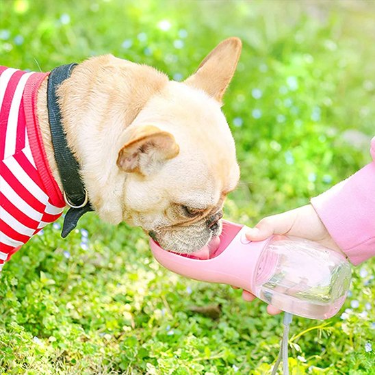 gourde pour chien pratique extérieur