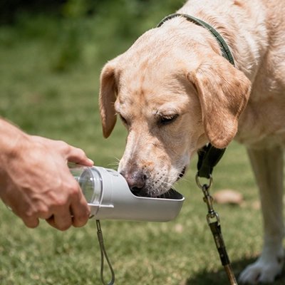gourdes pour chien pour sorties