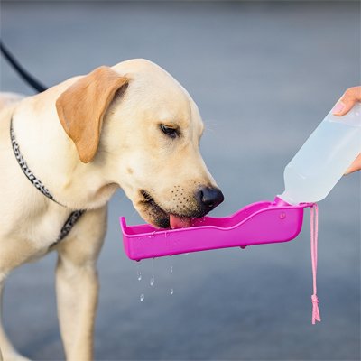 gourdes pour chiens hydratation voyage