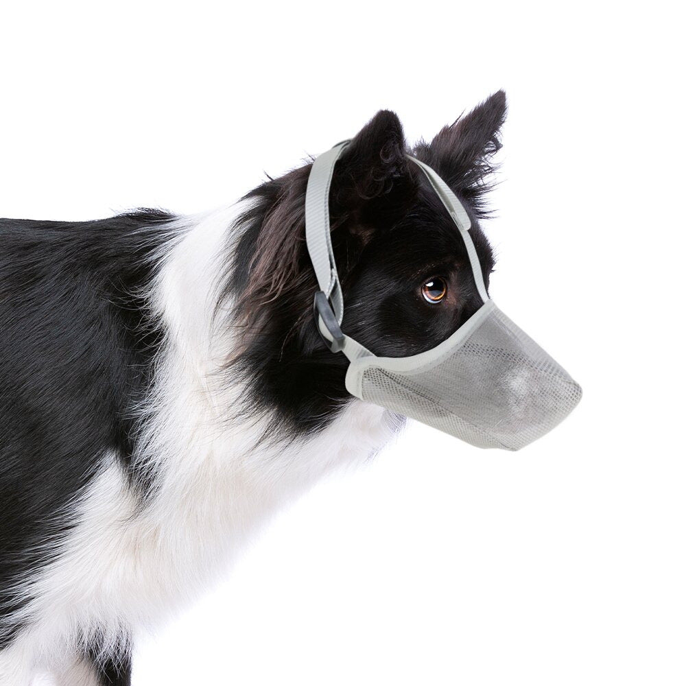 Muselière chien | Confortable et Sécurisée