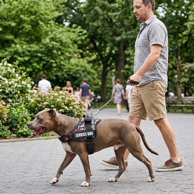 harnais chien anti traction ajustable