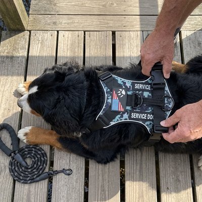 harnais chien balade extérieur 