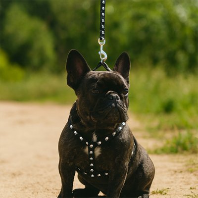 harnais chien en y respirant pratique 