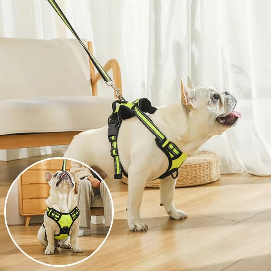 harnais chien y ajustable