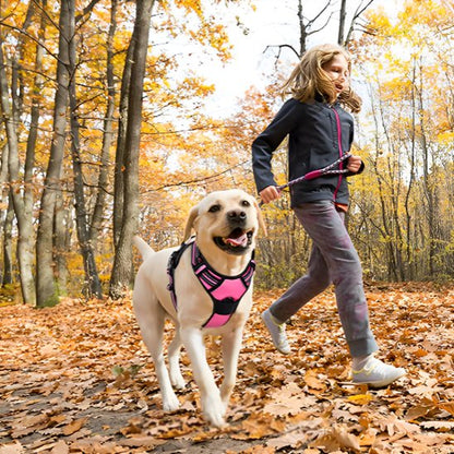 harnais chien y balade automne