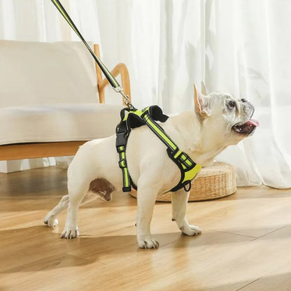 harnais chien y chien actif